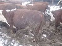 Cow, Holstein breed — photo 1