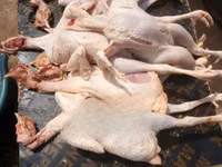 Already Dressed Chicken — फ़ोटो 3