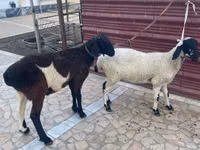 Sheep (batch, sex not specified), Sheep — photo 1