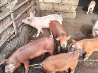 Eber, Schweine — Foto 4