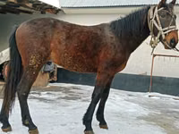 حصان, Budyonny horse — الصورة 3