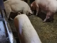 Schweine (Partie, Geschlecht nicht angegeben), Schweine — Foto 2
