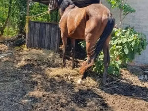 Mare, Horses