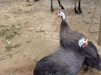Turkeys — الصورة 5