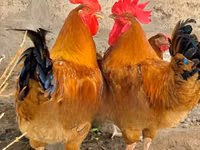 Chickens — photo 4