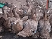 Ducks — photo 8