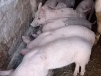 मादा सूअर — फ़ोटो 4