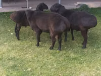 मेढ़ा, भेड़ — फ़ोटो 2