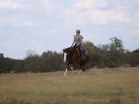 घोड़ा, Quarter Horse — फ़ोटो 5