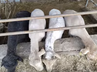 Ram, Sheep — photo 4