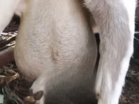 Goats (batch, sex not specified), Goats — photo 3