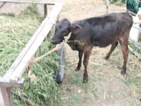 Vaca, Ganado vacuno — foto 5
