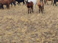 Caballos (lote, sexo no especificado), Caballos — foto 4
