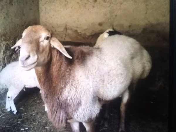 मेढ़ा, भेड़