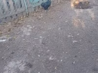 Ayam Cemani — photo 7