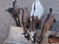 बकरा, Pomellata goat — फ़ोटो 4