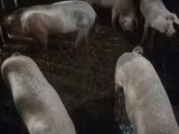 Schweine (Partie, Geschlecht nicht angegeben) — Foto 2