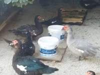 pato criollo doméstico — foto 8