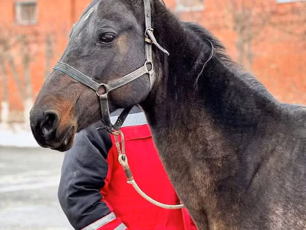 母马, Akhal-Teke