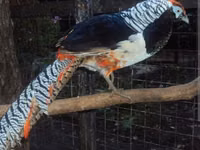 Chickens — الصورة 1