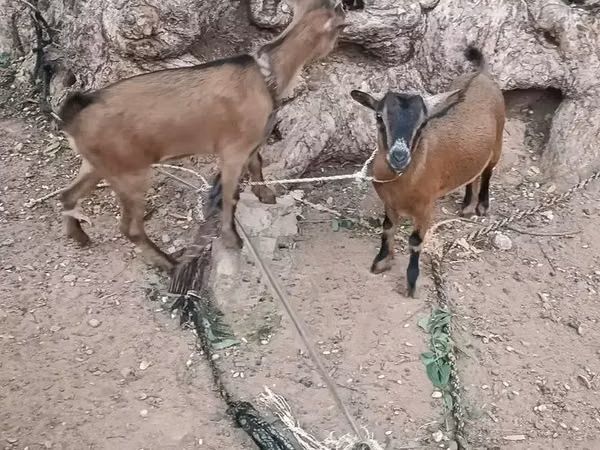 Goats (batch, sex not specified), Nubian Goat