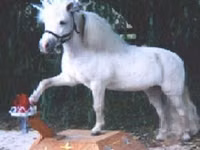 公马, Miniature horse — 照片 7