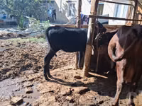 Vaca, Red Estonian cattle — foto 6