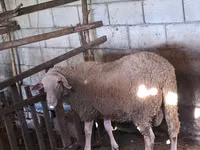 公羊, Lacaune sheep — 照片 1