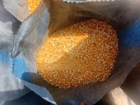 Maize Available for Sale — Foto 3
