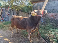 Bulle, Swiss cattle — Foto 1