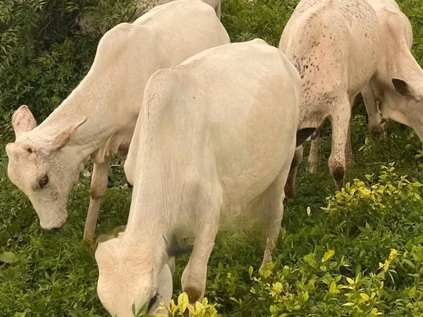 Cow, Cattle