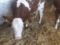 मवेशी (लॉट, लिंग निर्दिष्ट नहीं), Simmental cattle — फ़ोटो 7