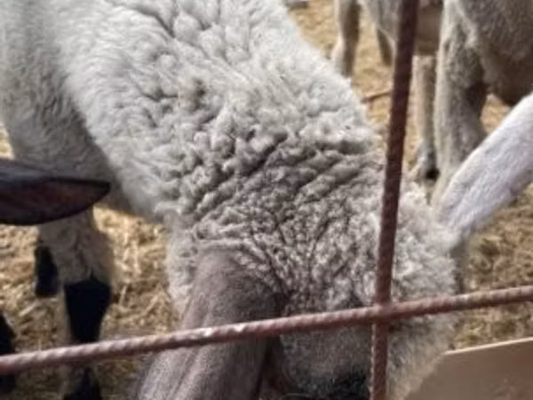 Carnero, Tsigai sheep