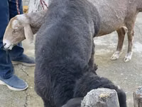 母羊, Sheep — 照片 6