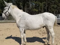 Horse (M), Mule — photo 2