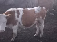 公牛, Kazakh White-headed cow — 照片 3