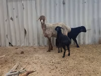 Schaf, Arashan sheep — Foto 1