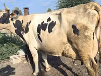 गाय, Swiss cattle — फ़ोटो 5