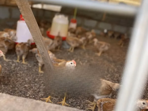 Shamo chickens