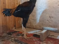 Chickens — 照片 4
