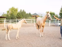 母马, Akhal-Teke — 照片 2