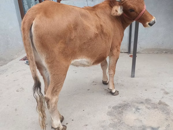 गाय, मवेशी