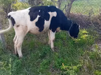 Kuh, Russian Black pied cattle — Foto 2