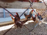 Chickens — الصورة 1