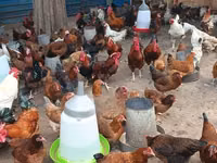 Chickens — photo 4