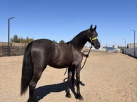 Mare, Friesian — photo 4