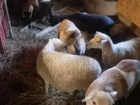 Schaf, Cameroon sheep — Foto 1