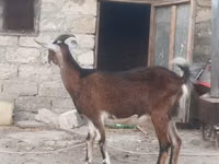 Billy Goat, Goats — photo 4