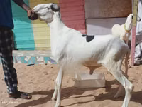 Ram, Sheep — photo 2