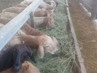 母羊, Sheep — 照片 2